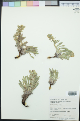 Oreocarya suffruticosa image