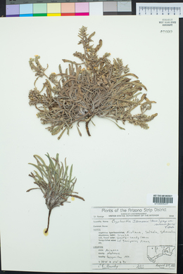 Oreocarya suffruticosa image