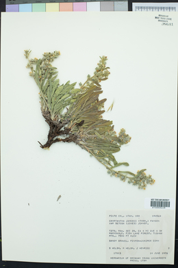 Oreocarya suffruticosa image