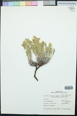 Oreocarya suffruticosa image