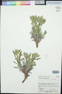 Oreocarya suffruticosa image