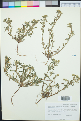 Cryptantha crassisepala image