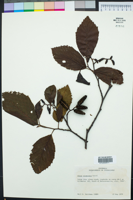 Alnus acuminata image