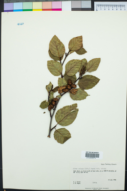 Alnus crispa image