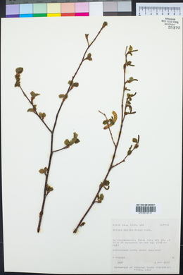 Betula occidentalis image