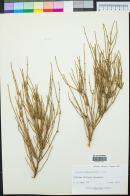 Ephedra antisyphilitica image