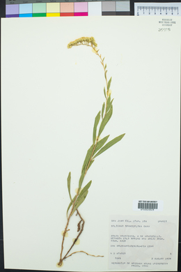 Solidago velutina image