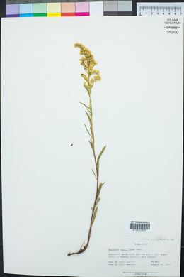 Solidago velutina image