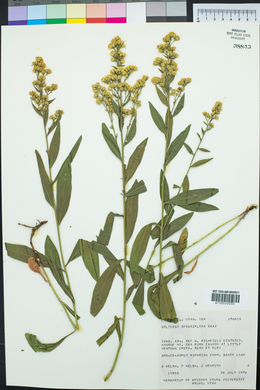 Solidago velutina image