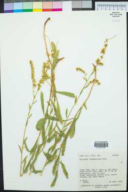 Solidago velutina image