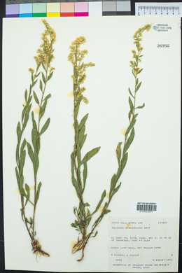 Solidago velutina image