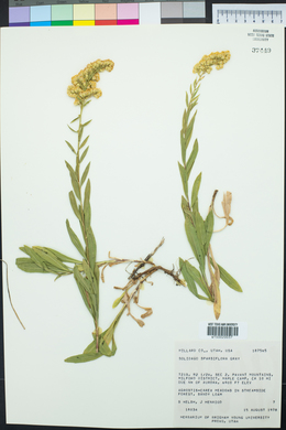 Solidago velutina image