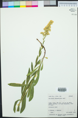 Solidago velutina image