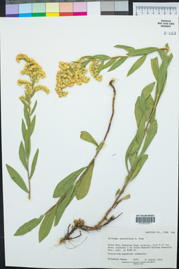 Solidago velutina image