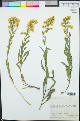 Solidago velutina image