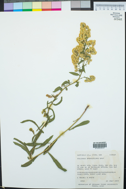 Solidago velutina image