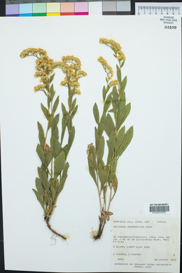 Solidago velutina image