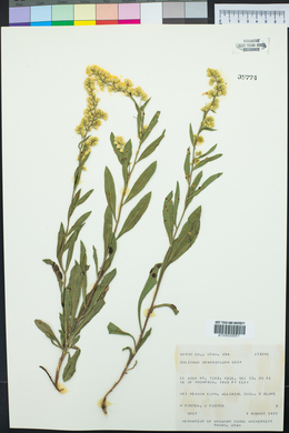 Solidago velutina image