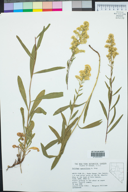 Solidago velutina image