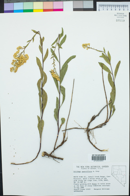 Solidago velutina image