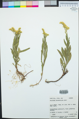 Solidago velutina image