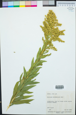 Solidago velutina image