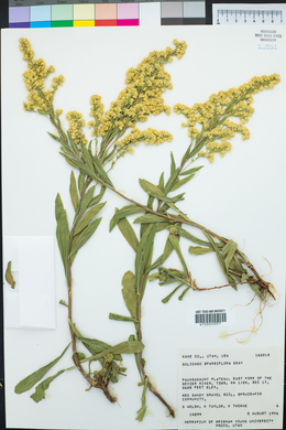 Solidago velutina image