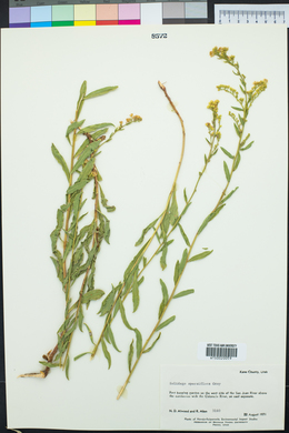 Solidago velutina image