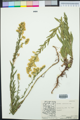 Solidago velutina image