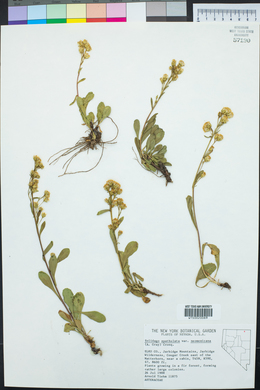 Solidago simplex image