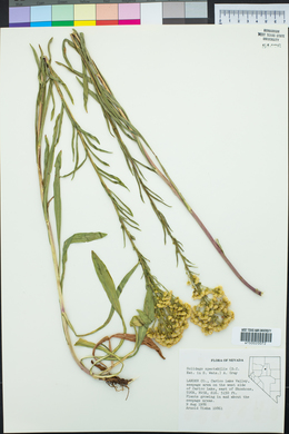 Solidago spectabilis image