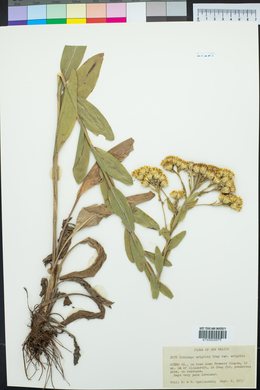 Solidago wrightii image