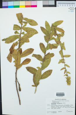 Solidago wrightii image