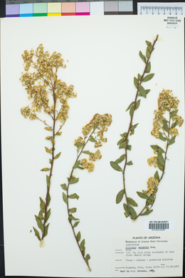 Solidago wrightii image