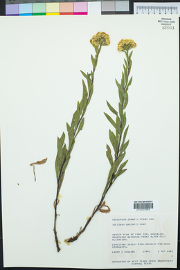 Solidago wrightii image