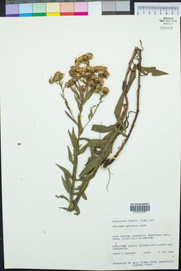 Solidago wrightii image