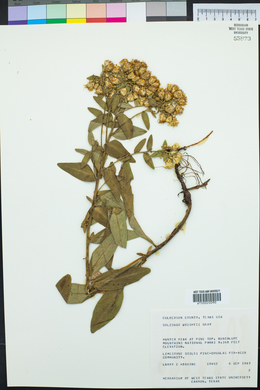 Solidago wrightii image