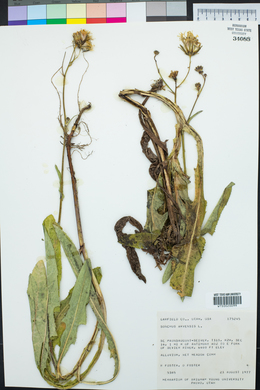 Sonchus arvensis image