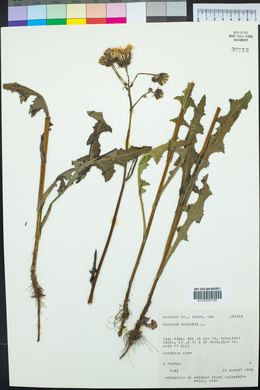 Sonchus arvensis image