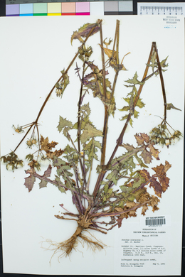 Sonchus oleraceus image