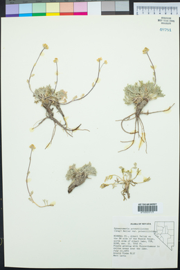 Sphaeromeria potentilloides image