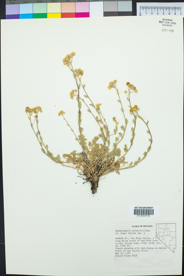 Sphaeromeria potentilloides var. potentilloides image