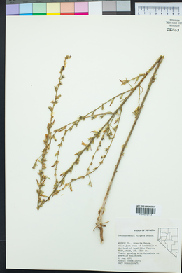 Stephanomeria virgata image