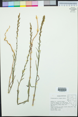 Stephanomeria virgata image