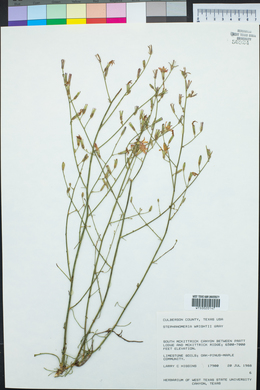 Stephanomeria tenuifolia image