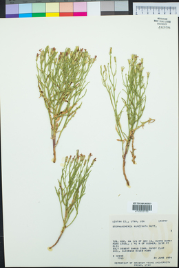 Stephanomeria runcinata image