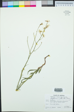 Stephanomeria thurberi image