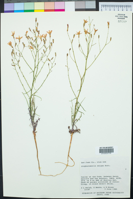 Stephanomeria exigua image