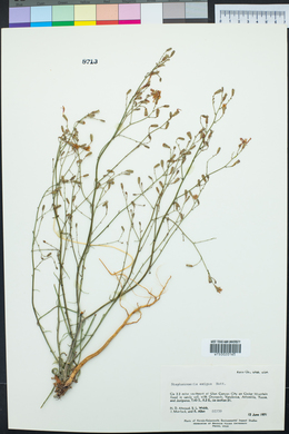 Stephanomeria exigua image