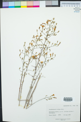 Stephanomeria exigua image